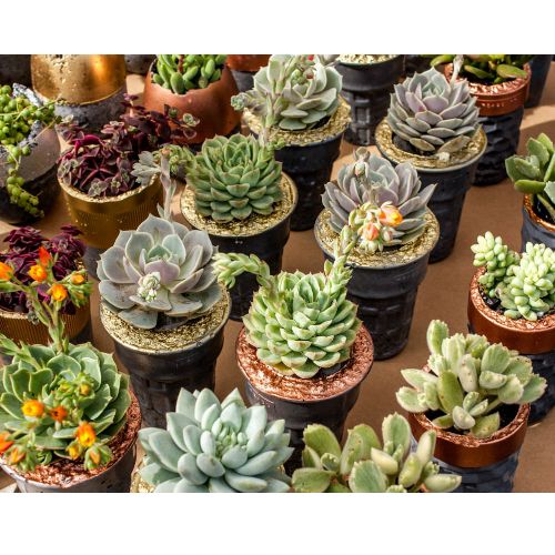 succulent plants