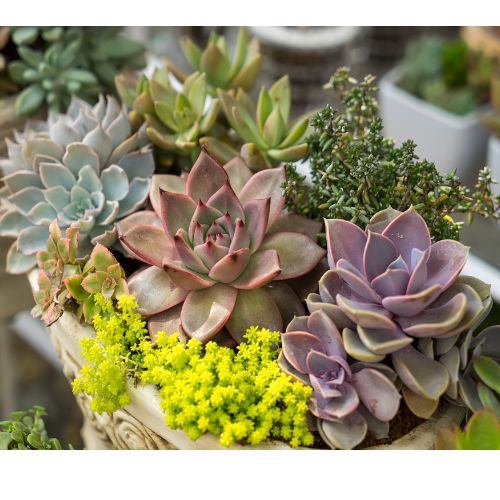 succulent plants