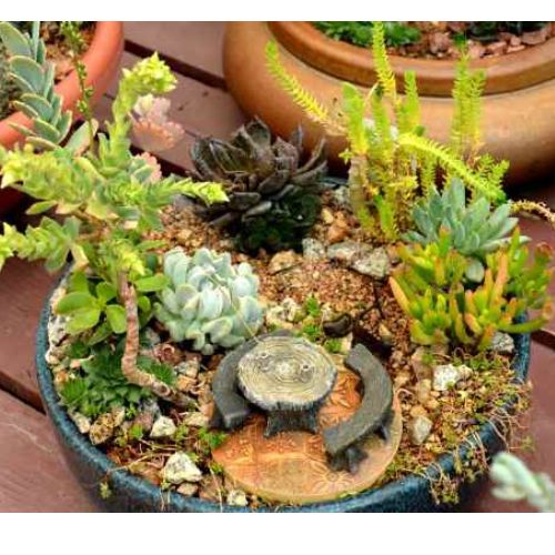 succulent plants