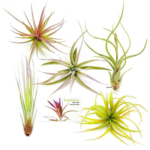 Air plants