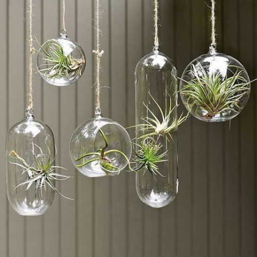 air plants