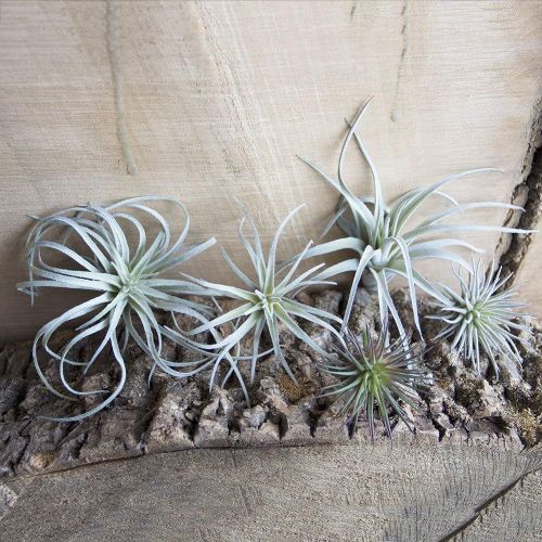 air plants