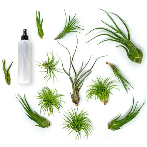 air plants