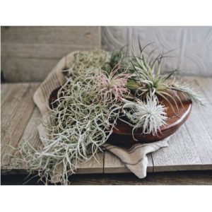 air plants